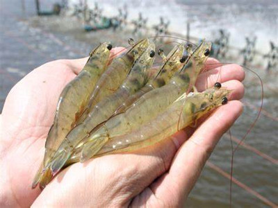 Aquaculture, shrimp farming, Aqua Clean, shrimp growth
